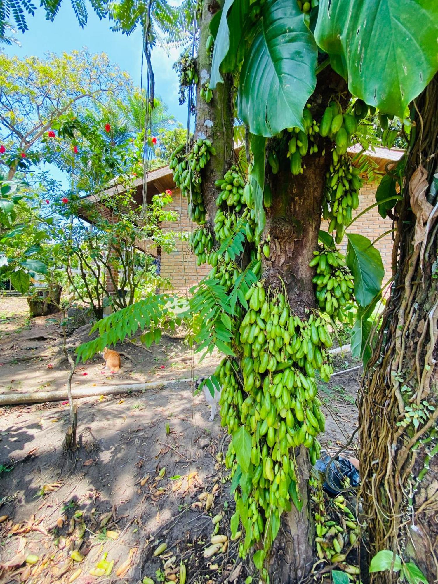 Pousada Coco Dende Velha Boipeba Exterior foto