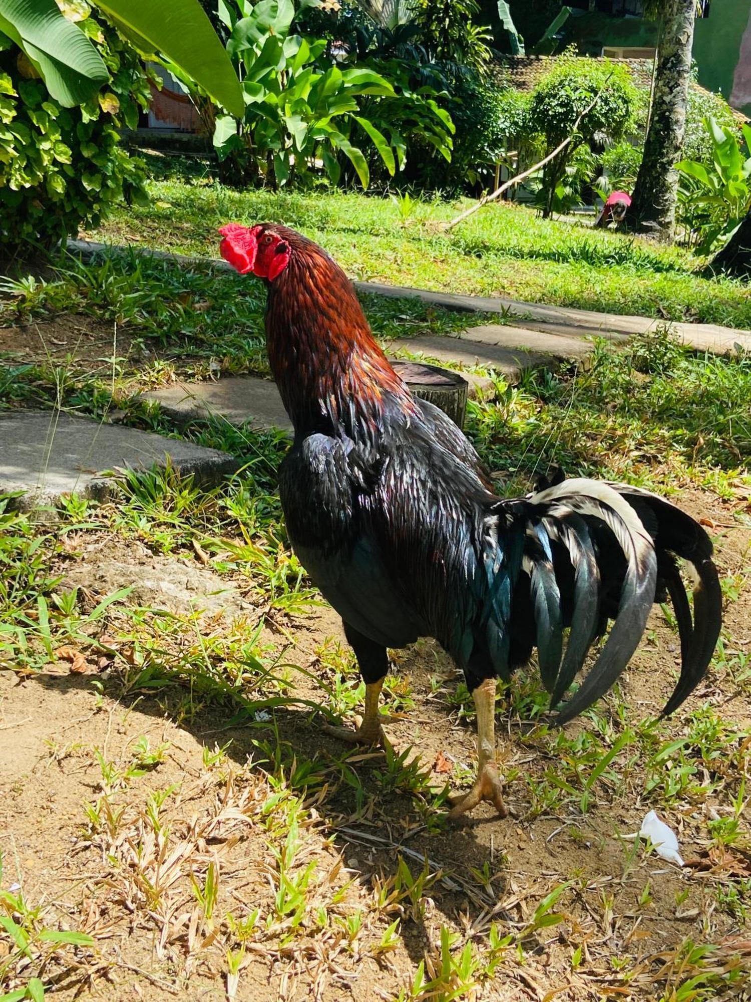 Pousada Coco Dende Velha Boipeba Exterior foto